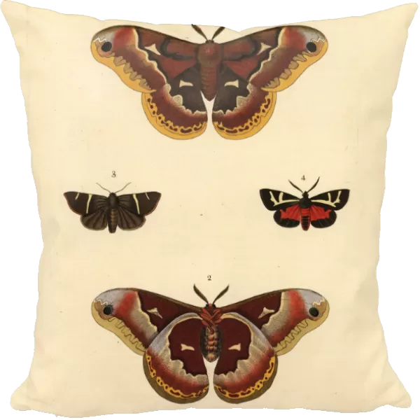 Exotic moths including the female promethea silkworm