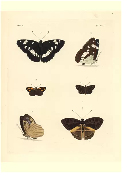 White admiral, gold-spotted sylph and pathfinder butterflies