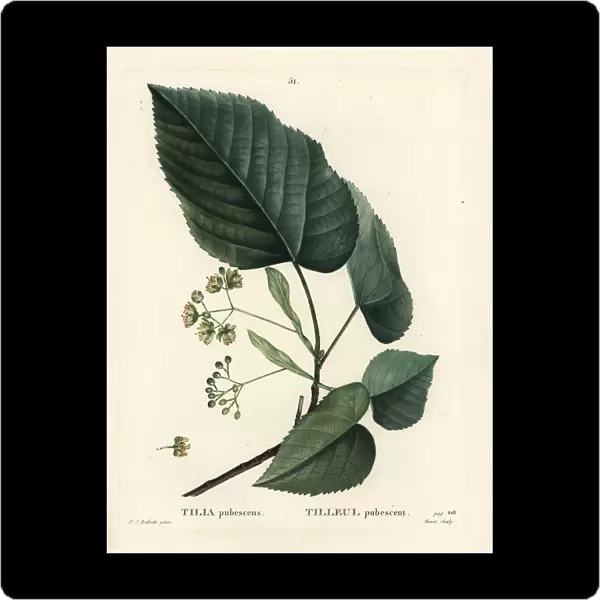 Lime tree, Tilia pubescens