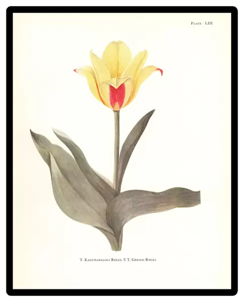 Hybrid of waterlily tulip, Tulipa kaufmanniana