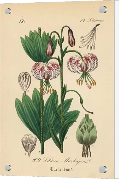 Martagon lily or Turks cap lily, Lilium martagon