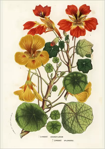 Nasturtium varieties, Tropaeolum species