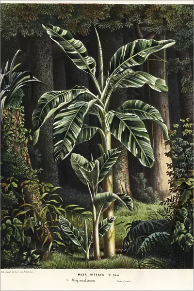 Banana tree, Musa paradisiaca