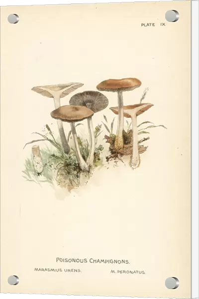 Wood woollyfoot, Gymnopus peronatus