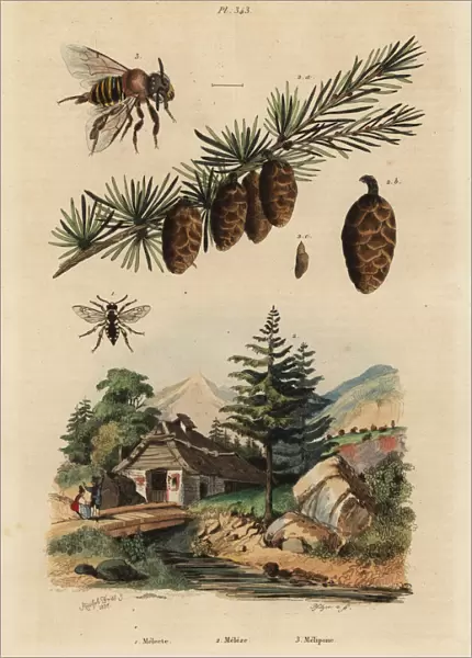 Larch tree, cuckoo bee and melipona honey bee