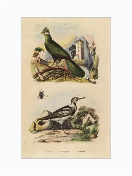 Guinea turaco, Tauraco persa, and Eurasian