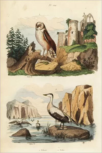 Barn owl, Tyto alba, and eider duck, Somateria mollissima