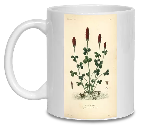Crimson clover or Italian clover, Trifolium incarnatum
