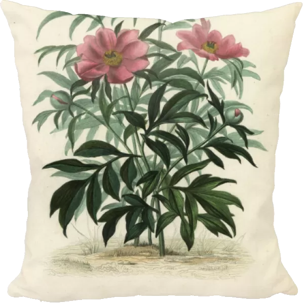 Common peony or garden peony, Paeonia officinalis