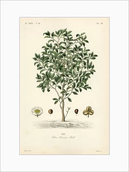 Tea tree or tea plant, Camellia sinensis