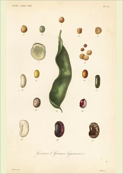 Varieties of peas and beans, gousses et graines legumieres