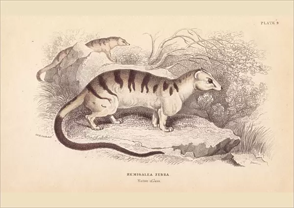Banded palm civet cat, Hemigalus derbyanus. Threatened