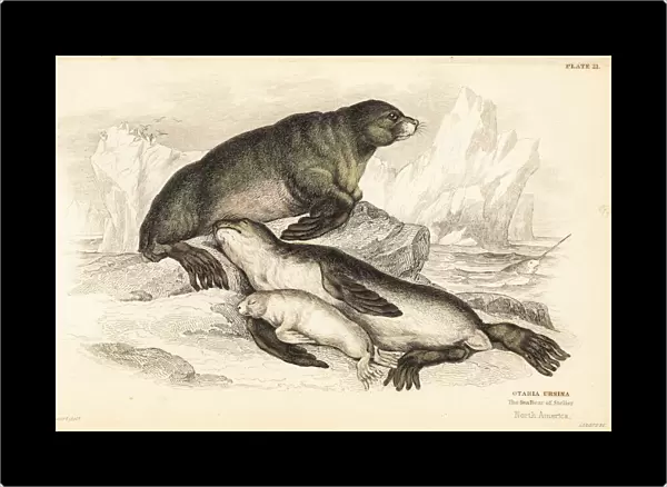 Steller sea lion, Eumetopias jubatus