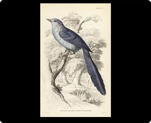 African blue-flycatcher, Elminia longicauda