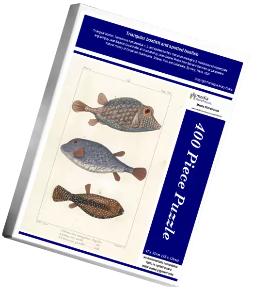 Triangular boxfish and spotted boxfish