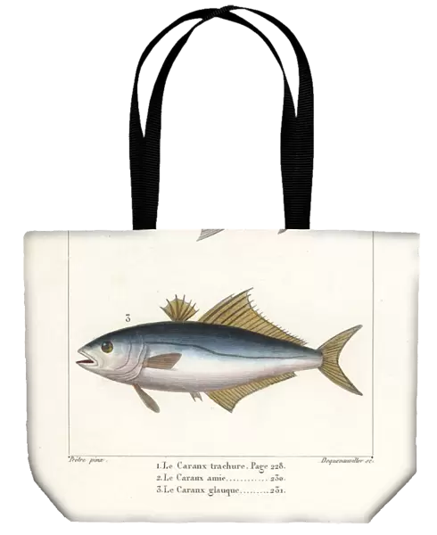 Horse mackerel, leerfish and pompano