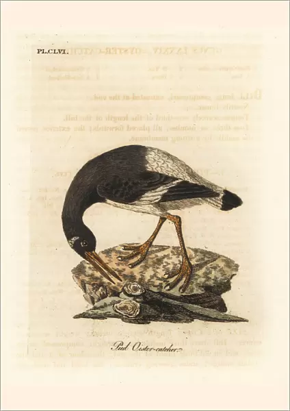 Eurasian oystercatcher, Haematopus ostralegus