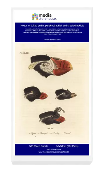 Heads of tufted puffin, parakeet auklet and crested auklets