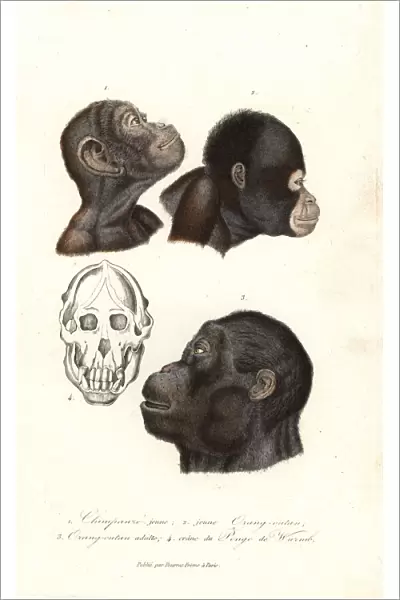 Chimpanzee and orangutan heads