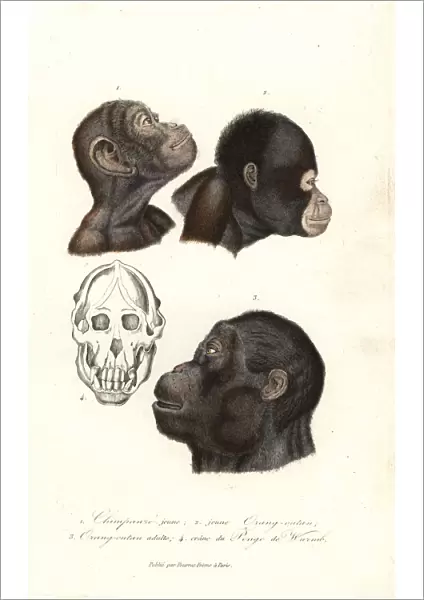 Chimpanzee and orangutan heads