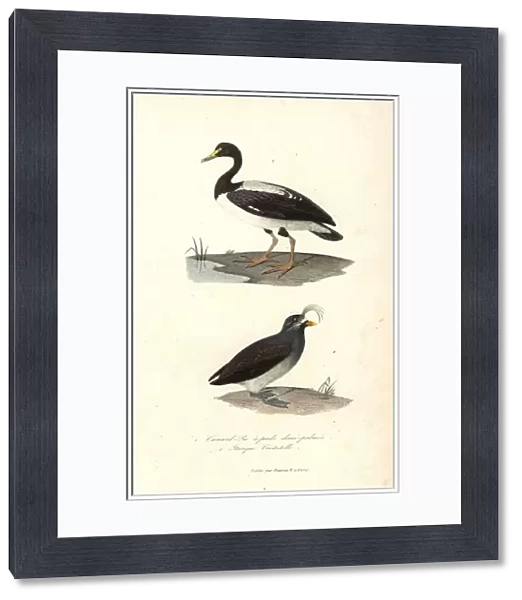 Magpie goose and crested auklet