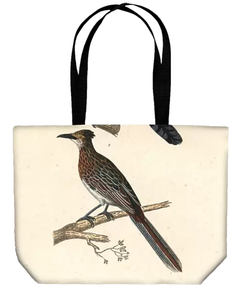 Delalandes coua (extinct), and greater roadrunner