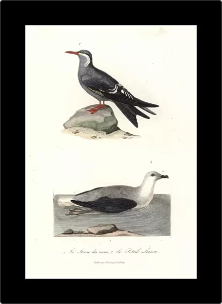 Inca tern, Larosterna inca, and white-headed