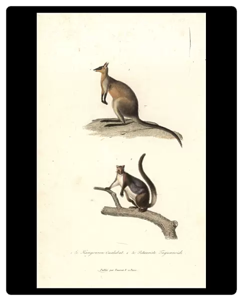 Swamp wallaby and yellow-bellied glider