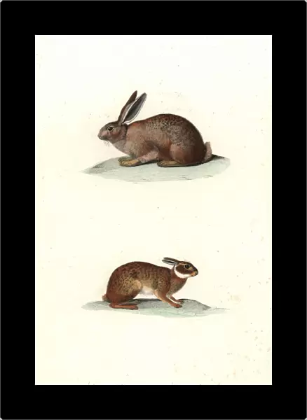 Cape hare and tapeti or Brazilian hare