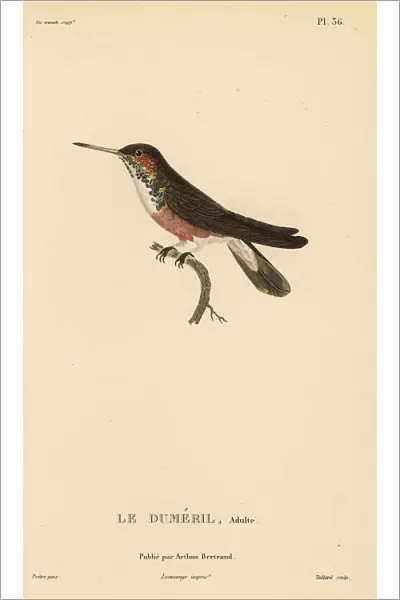 Amazilia hummingbird (dumerilii), Amazilia