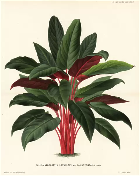 Apoballis acuminatissima foliage plant