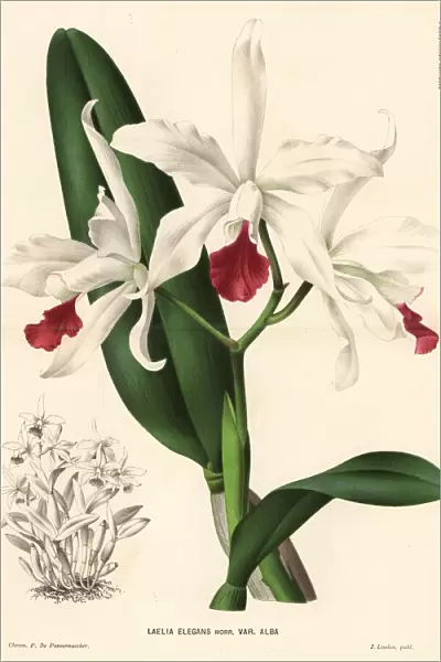 White Cattleya x elegans hybrid orchid