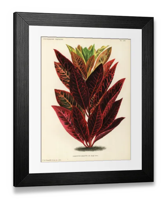 Framed Print : Codiaeum variegatum Print Framed Print : Codiaeum variegatum Print