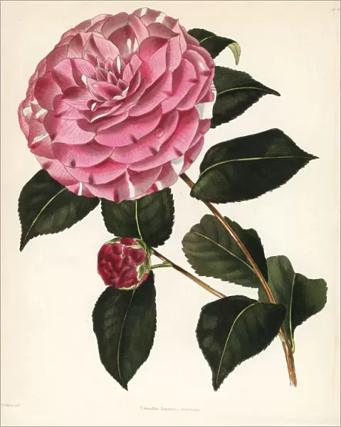 Imbricata hybrid camellia, Camellia japonica imbricata