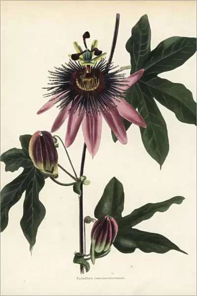 Caeruleoracemosa passionflower, Passiflora caeruleo-racemosa