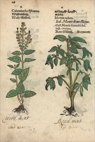 Wood sage, Teucrium scorodonia, and red mint