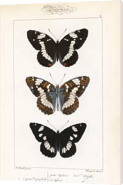 White admiral and southern white admiral