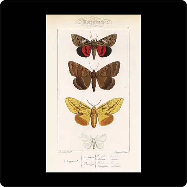 Light crimson underwing, old lady, drinker and yellow-tail