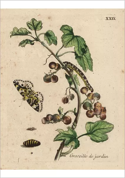 Gooseberry with moth
