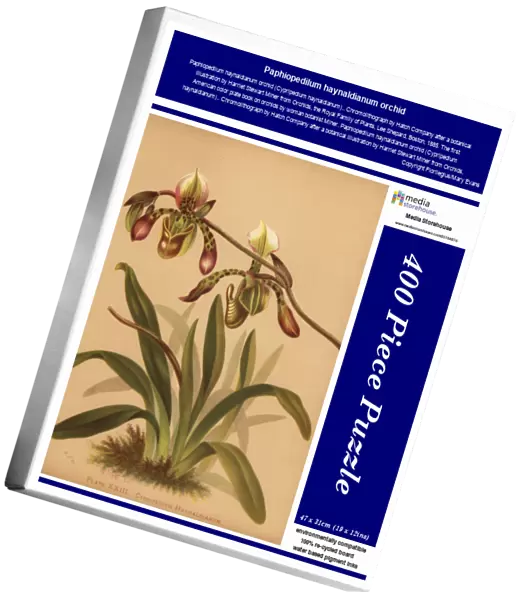 Paphiopedilum haynaldianum orchid