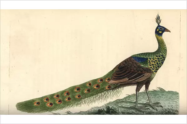 Green peafowl, Pavo muticus