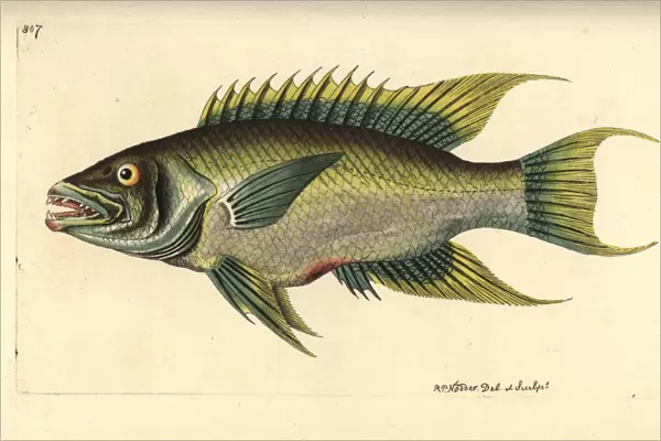 Spanish hogfish, Bodianus rufus
