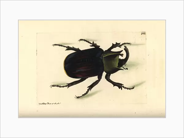Typhon beetle, Scarabaeus typhon