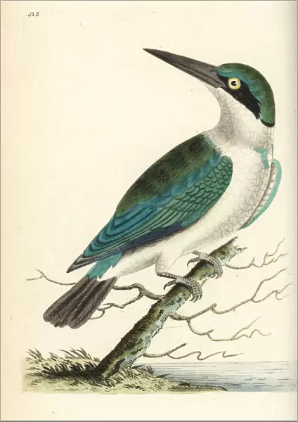 Collared kingfisher, Todiramphus chloris