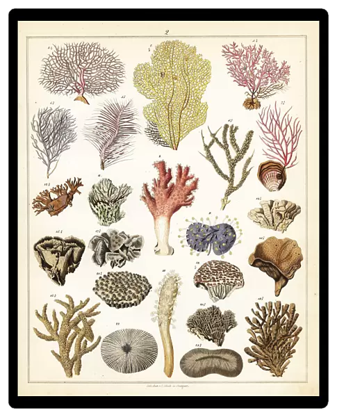 Varieties of corals
