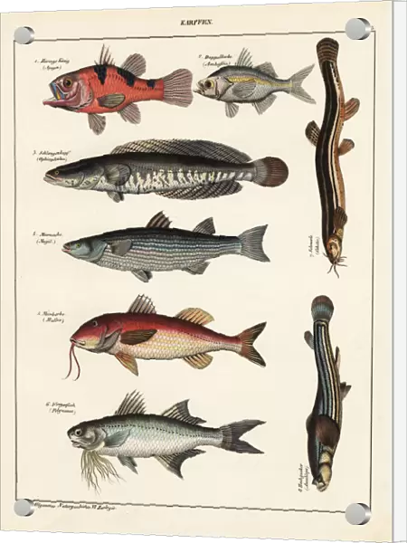 Fish varieties