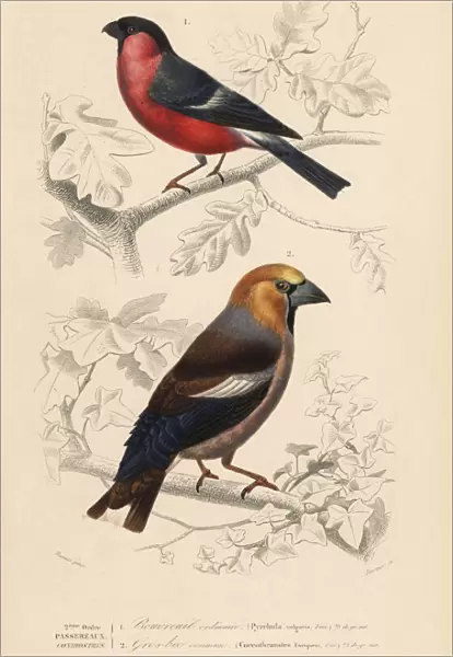Hawfinch, Coccothraustes coccothraustes