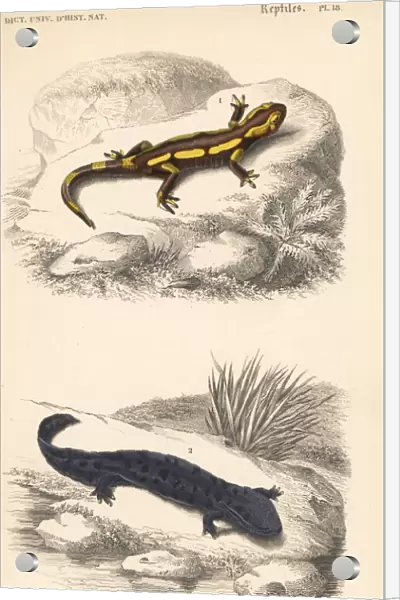 Fire salamander and hellbender