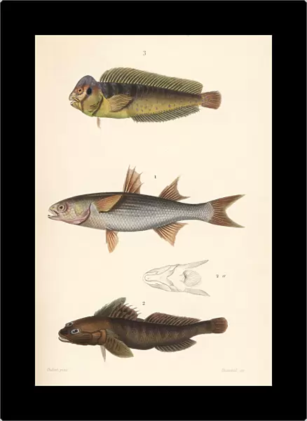 Peacock blenny, flathead mullet, and black goby