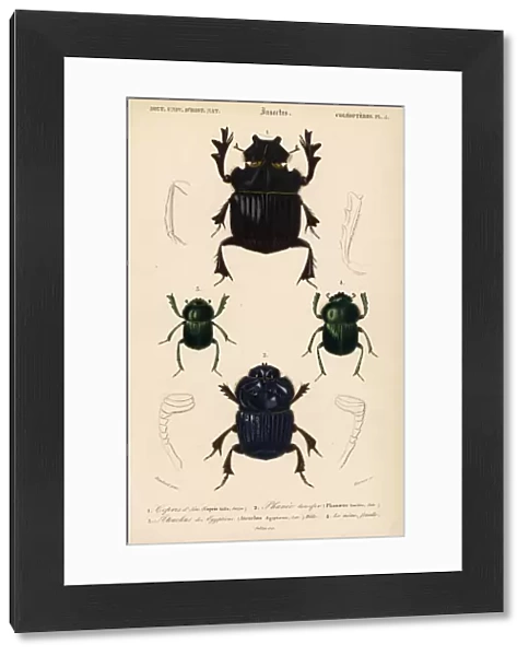 Exotic scarab beetles